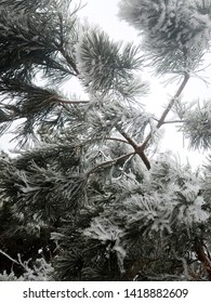frost covered pine needles in the winter
