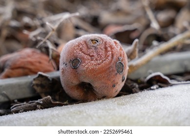 Frost covered rotten apple in winter - Shutterstock ID 2252695461