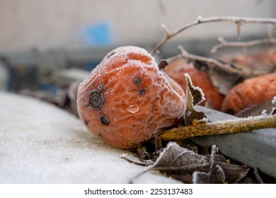 Frost covered rotten apple in winter - Shutterstock ID 2253137483