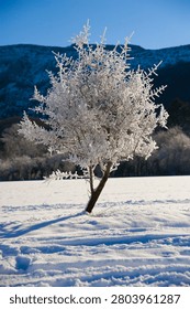 Frost covered tree standing alone in snowy field with mountain background under clear sky