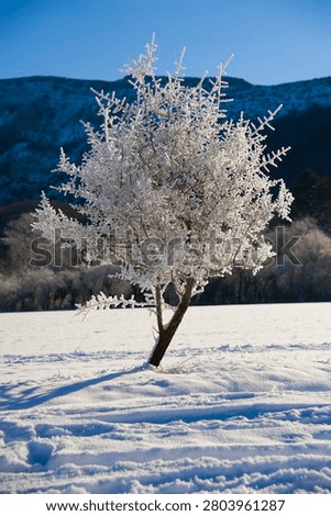 Frost covered tree standing alone in snowy field with mountain background under clear sky
