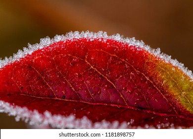 Frost Crystals On Flowers