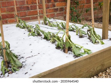 Frost Damage On Vegetable Plants In A Garden, Frost Damaged Vegetables (broad Beans) In Winter, UK