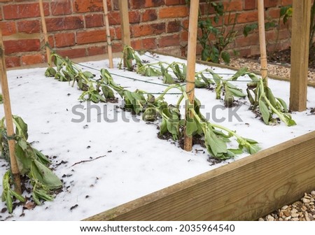 Frost damage on vegetable plants in a garden, frost damaged vegetables (broad beans) in winter, UK