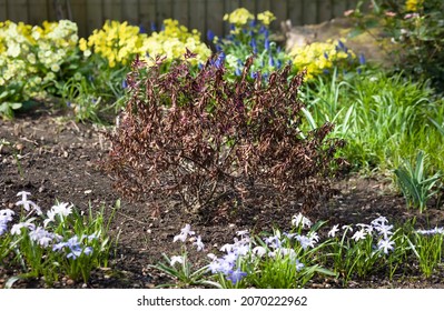 Frost Damaged Plant, Dead Hebe Shrub In A Flower Bed In Winter, UK Garden