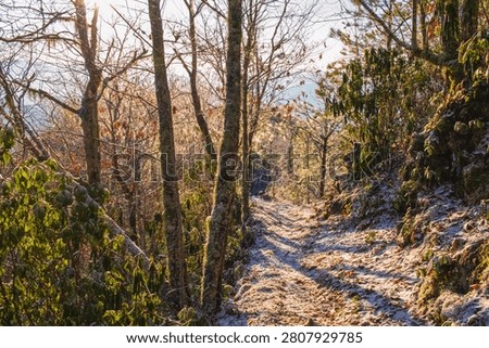 Frost dusted mountain trail through winter forest in morning sun