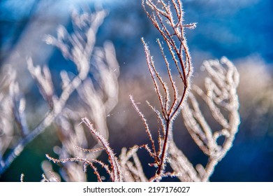 Frost Fingers Growing On A Winter Twig In Stowe Vermont USA