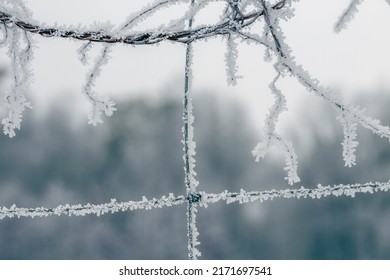 frost frozen steel fence with intertwined plant