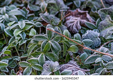 Frost In The Garden And Frosted Flowers And Grass