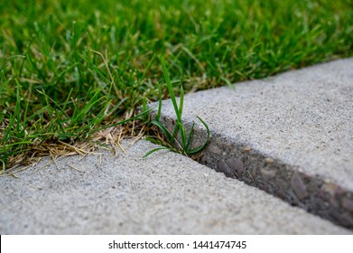 Frost Heave Crack In Residential Concrete Sidewalk