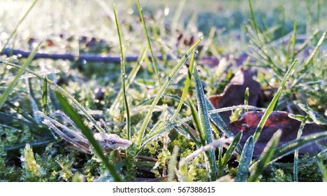 Frost On Backyard