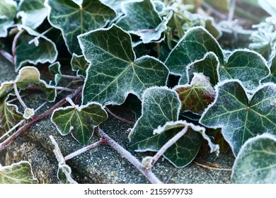 frost on green leaves of Ivy (Hedera helix, European ivy) close-up. natural texture background