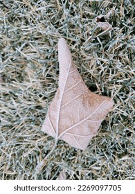 Frost on the leaf and grass