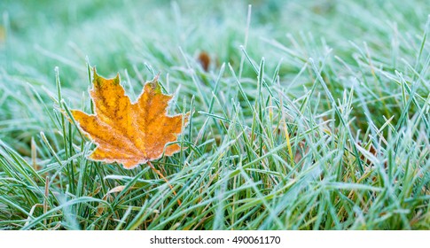 Frost On The Leaf And Grass.