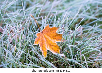 Frost On The Leaf And Grass