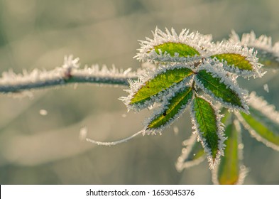 Frost On Leaves Of Roses In Garden Early In Spring