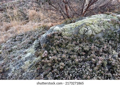 Frost On Leaves. Subarctic Flora