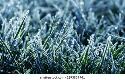 Frost on the plants. Ice grass. Beautiful winter background with sunny hoarfrost.  - Powered by Shutterstock