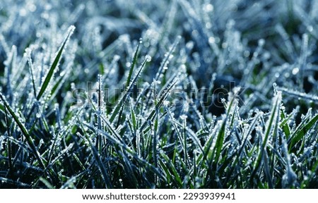 Frost on the plants. Ice grass. Beautiful winter background with sunny hoarfrost. 