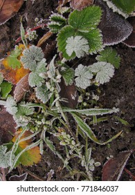 
frost on soil and fallen plants