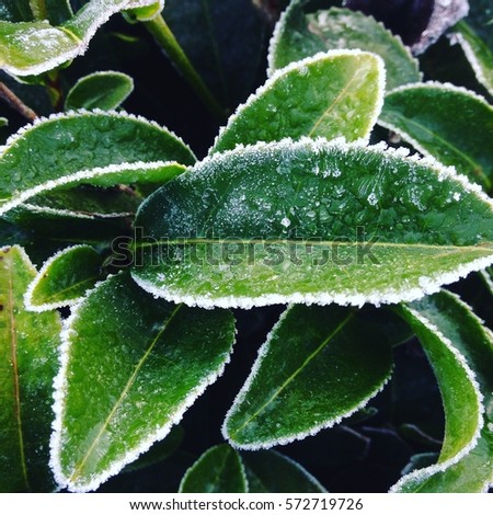 the frost on tea leaves