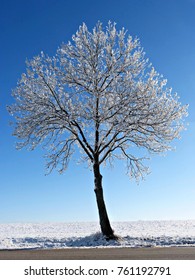 Frost on tree

