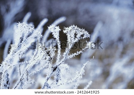 frost on tree branches, ice-covered plants, frost, ice patterns on leaves, plants in winter, frost, winter background, winter day, winter patterns, frost on plants