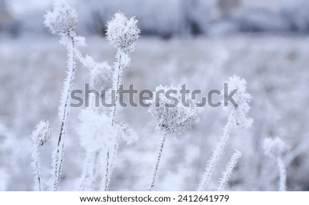 frost on tree branches, ice-covered plants, frost, ice patterns on leaves, plants in winter, frost, winter background, winter day, winter patterns, frost on plants