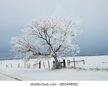 frost on tree in field