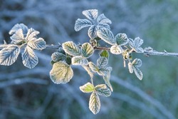 Frost Plant Of Wild Blackberry Or Rubus Ulmifolius. Shot From The Floor A Cold Morning Of Winter, Badajoz, Spain