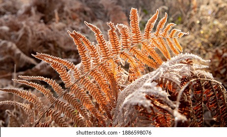 Frost scorched fern leaf. A winter morning in a French forest. Morning backlight and frost. Forest and fern background. January undergrowth in France. Beauty of wild nature. Travel in Europe  - Powered by Shutterstock