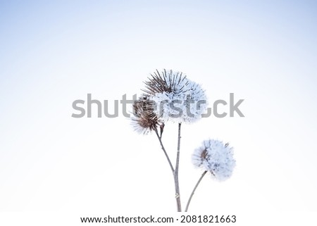 Similar – Image, Stock Photo Thistles in winter Plant