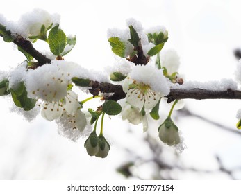 Frost And Snow Damage To The Flowers On The Greengage Tree In April In The UK.