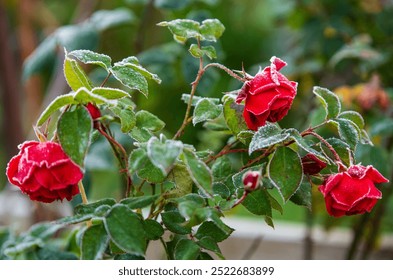 Frost tipped blooms of red rose bush in early morning.  - Powered by Shutterstock