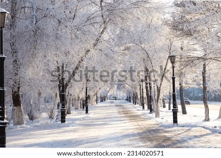 Frost tree branches, rime ice snow forest, fog, sun rays, lanterns, benches. Winter landscape of park