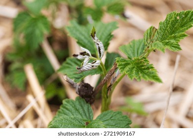 Frostbitten leaves and raspberry bushes spring