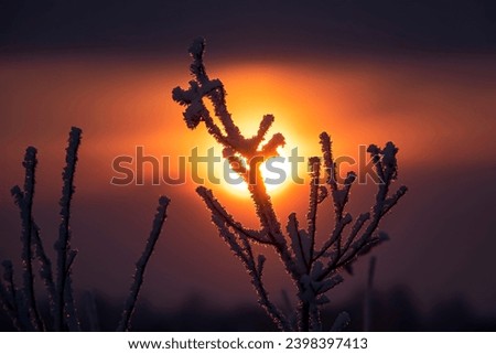 A frost-covered branch against the dull winter sun. December solstice, 	midwinter. Art photo