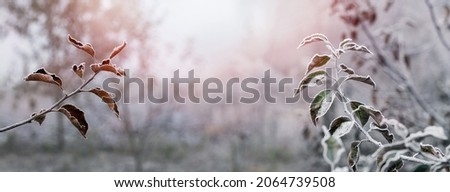 Frost-covered branches of apple tree with dry leaves in the garden at sunrise