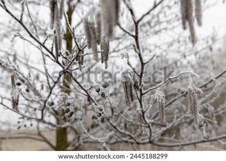 frost-covered branches and cones and catkins of the alder tree, deciduous alder tree without foliage in early spring after frosts
