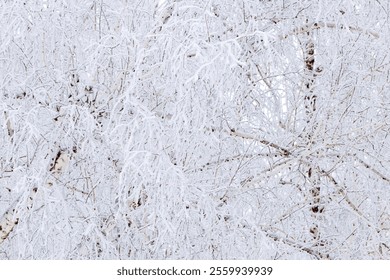 Frost-covered branches as winter nature pattern, white closeup snow birch tree twigs with catkins, frozen tree against cold, snowy backgrounds. Natural aesthetic wintertime scenery, daylight - Powered by Shutterstock