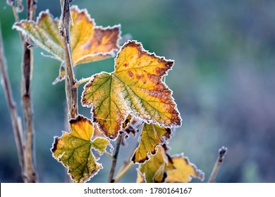 Frost-covered colorful currant leaves in the autumn garden