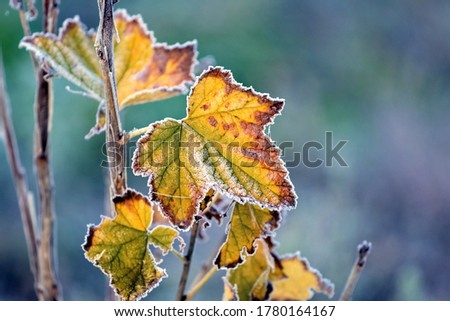 Frost-covered colorful currant leaves in the autumn garden