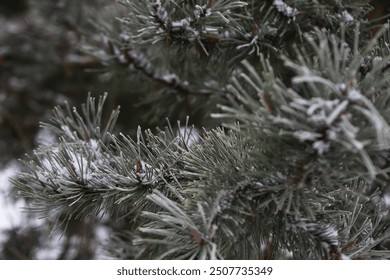 Frost-Covered Evergreen Tree Branches in Winter Forest Closeup - Powered by Shutterstock