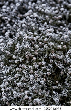 Similar – Foto Bild Eisblumen Eiskristall