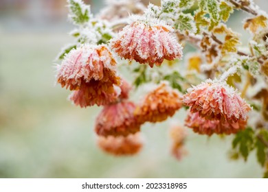 Frost-covered orange flowers in the garden on a blurred background. The first frosts, the beginning of winter - Shutterstock ID 2023318985