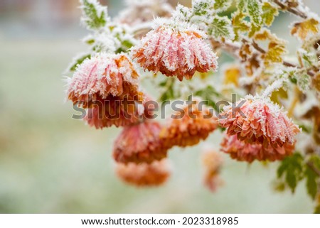 Frost-covered orange flowers in the garden on a blurred background. The first frosts, the beginning of winter
