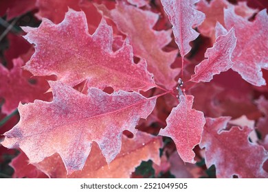 Frost-covered red oak leaves create a stunning display of nature's transition to winter. The vibrant crimson hues are delicately dusted with frost, capturing the beauty of a crisp autumn morning. - Powered by Shutterstock