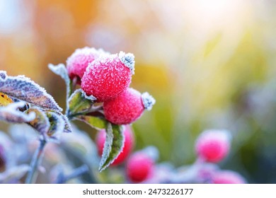 Frost-covered red rosehip berries in the garden on a frosty autumn morning - Powered by Shutterstock