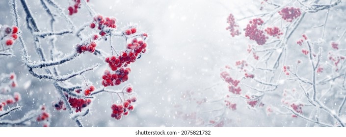 Frost-covered rowan branch with red berries on a tree in winter during a snowfall
