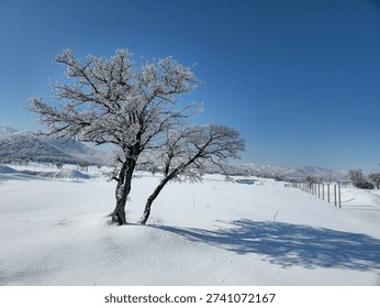 Frost-covered tree casting a long shadow on a snow field, with distant mountains and fence line under a clear blue winter sky.  
📍Marivan, Kurdistan 